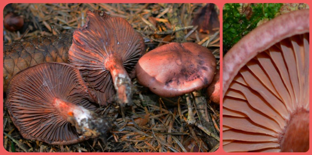 Hygrophorus capreolarius (Kalchbr.) Sacc